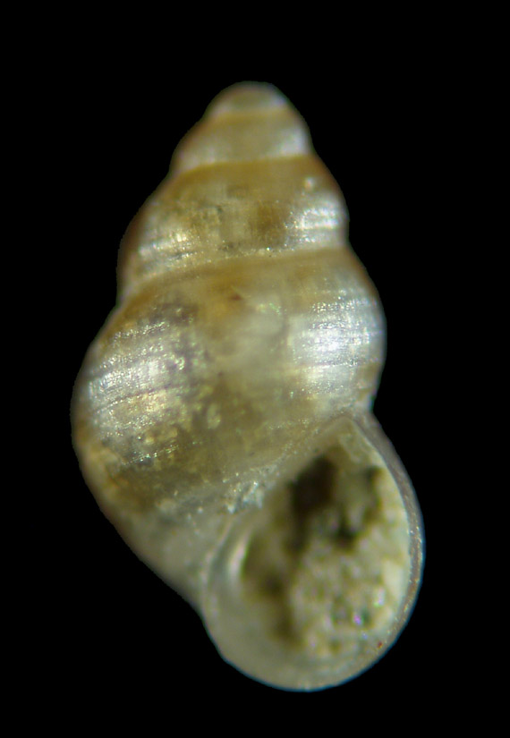 Il genere Setia e Crisilla nel Mediteraneo